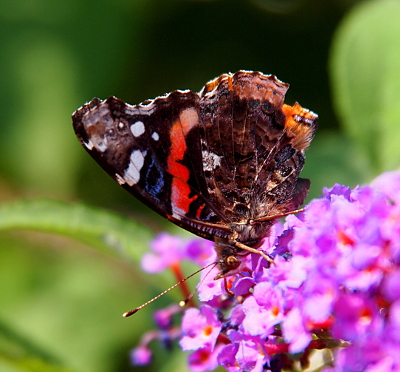 [Brown butterfly with red, blue, and white on its wings stands atop a teeny lilac flowers.]